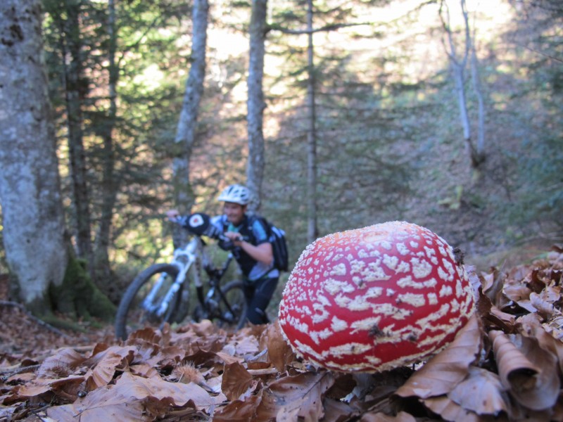 amanite : champignon mignon