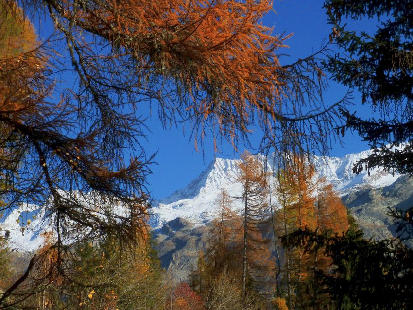 Grand Beau Rocher : Des Rousses et des roux