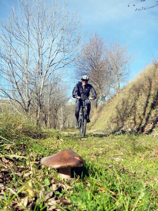 #9 Cortinaire violet : Chaque sortie a son champignon! Cortinaire violet : Chaque sortie a son champignon!