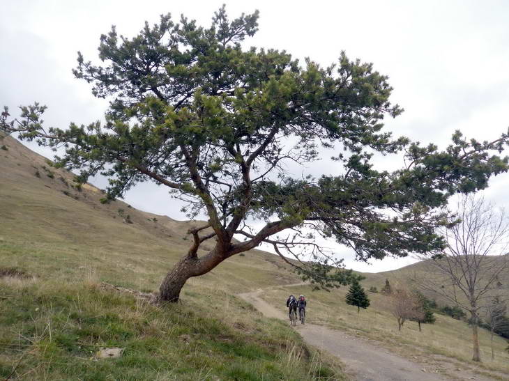 #5 Col du Sénépy en vue : L Col du Sénépy en vue : L'est pas beau mon p'tit pin?