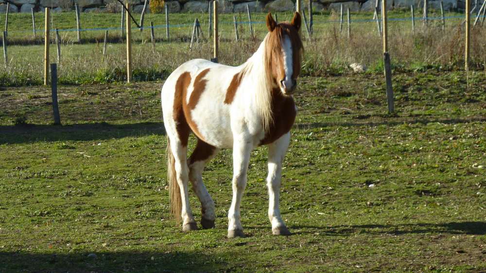 #4 Percheron : meme pas froid pour l Percheron : meme pas froid pour l'instant