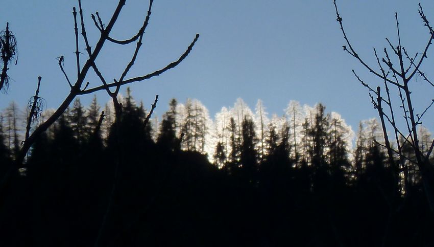 Pain de Sucre : "Diffraction" dans les mélèzes