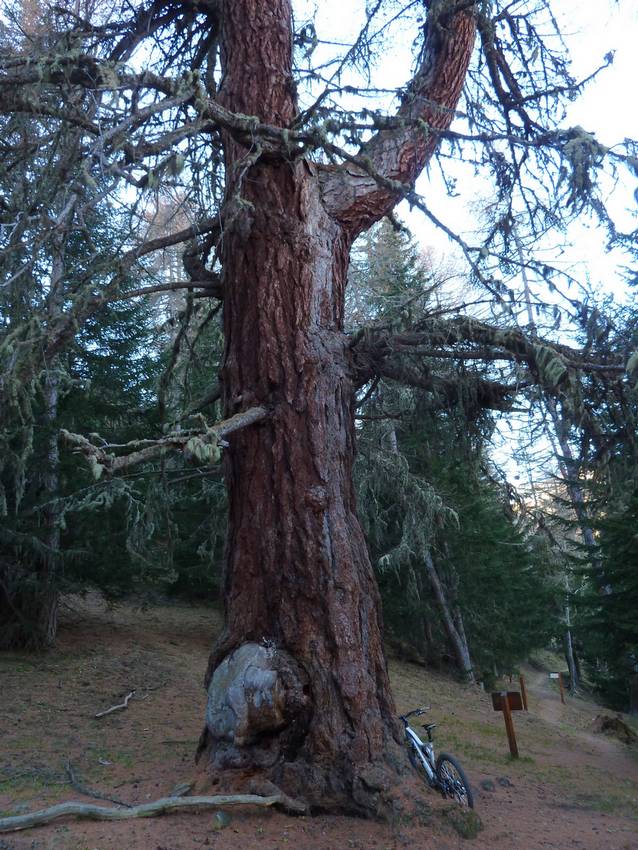#20 Gros Mélèze : 600 ans, 30m de Haut, 6.40 de circonférene: plus que ceux des Suisses? Gros Mélèze : 600 ans, 30m de Haut, 6.40 de circonférene: plus que ceux des Suisses?