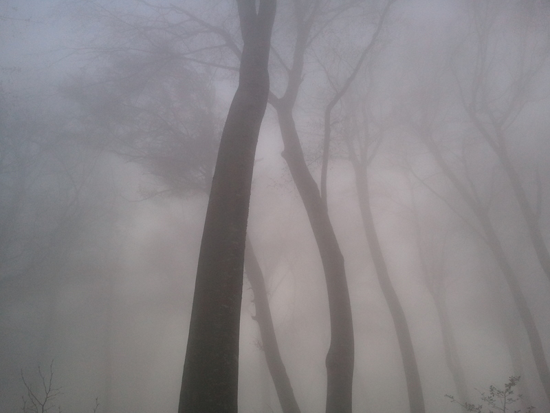 Jour de brouillard : Ambiance...