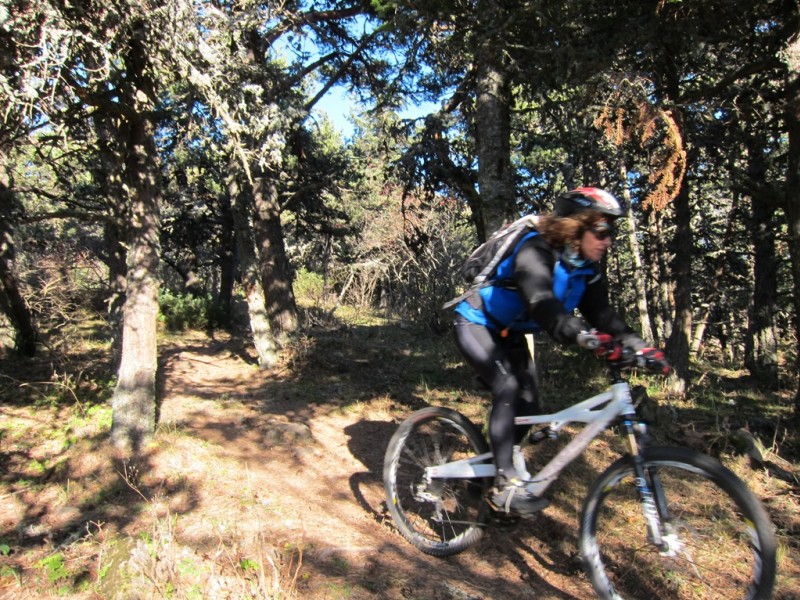 #4 sentier : descente dans les pins sentier : descente dans les pins