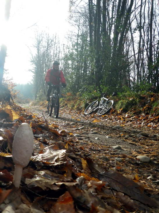#1 Coprin : à chaque sortie son champignon... Coprin : à chaque sortie son champignon...
