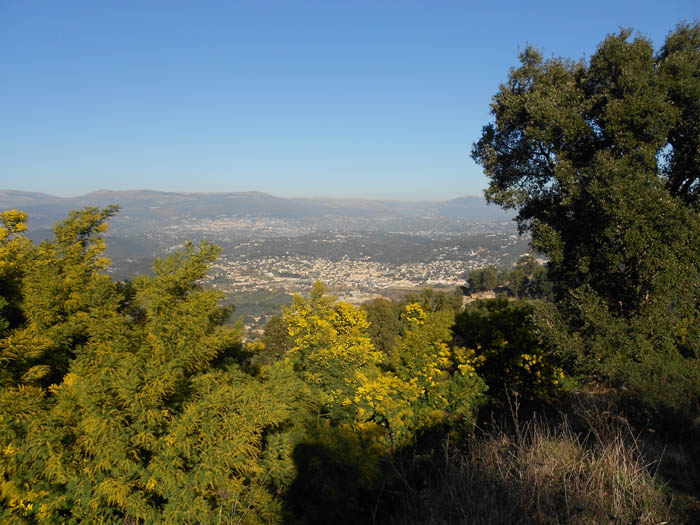 #2 Premiers mimosas : Ca y Premiers mimosas : Ca y'est la vallée de la Siagne vire au jaune d'or pour quelques semaines.