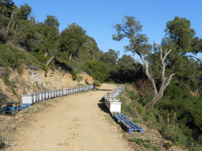 #1 Ruches sur la piste des Harkis : Passage le plus engagé du jour, il y avait un rideau d Ruches sur la piste des Harkis : Passage le plus engagé du jour, il y avait un rideau d'abeilles à traverser.