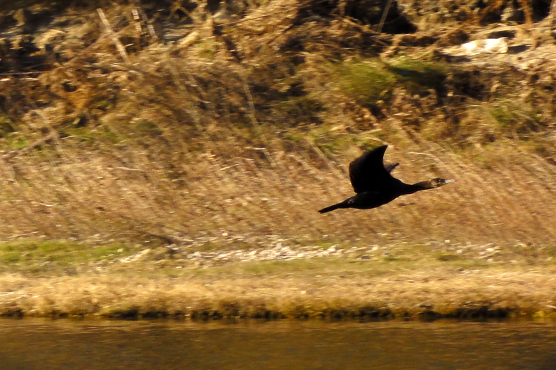 #7 Cormoran... : désolé. Cormoran... : désolé.