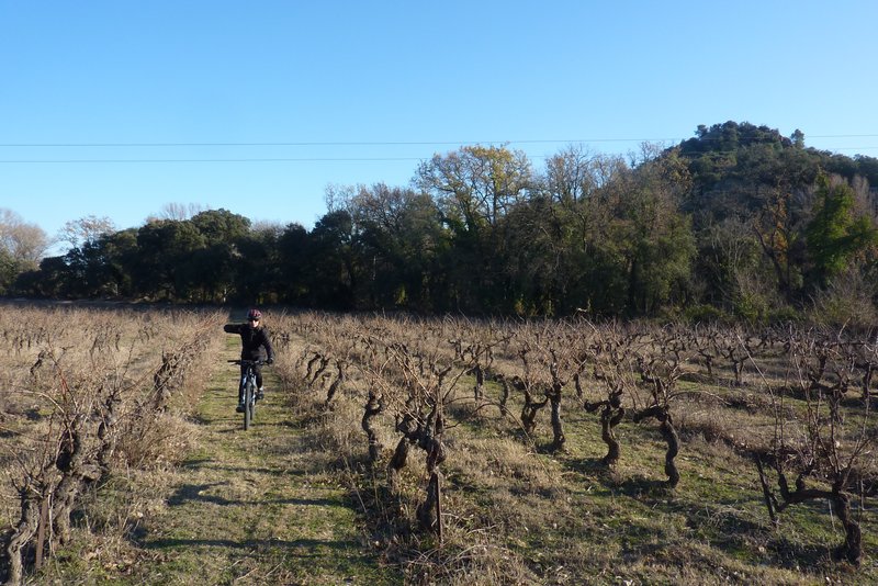 #2 25.12.2011 : Mylène dans le vignoble 25.12.2011 : Mylène dans le vignoble