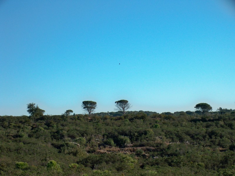 #5 pins parasols... : et buse en train de chasser pins parasols... : et buse en train de chasser