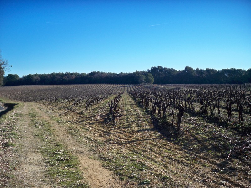 #2 vignes : Plus une seule grappe ! vignes : Plus une seule grappe !