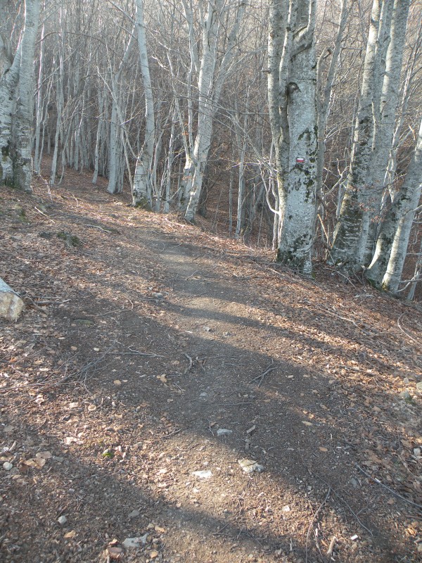 #3 photo3 : Le sentier qui part du col de la Croix a de belle section en sous bois photo3 : Le sentier qui part du col de la Croix a de belle section en sous bois