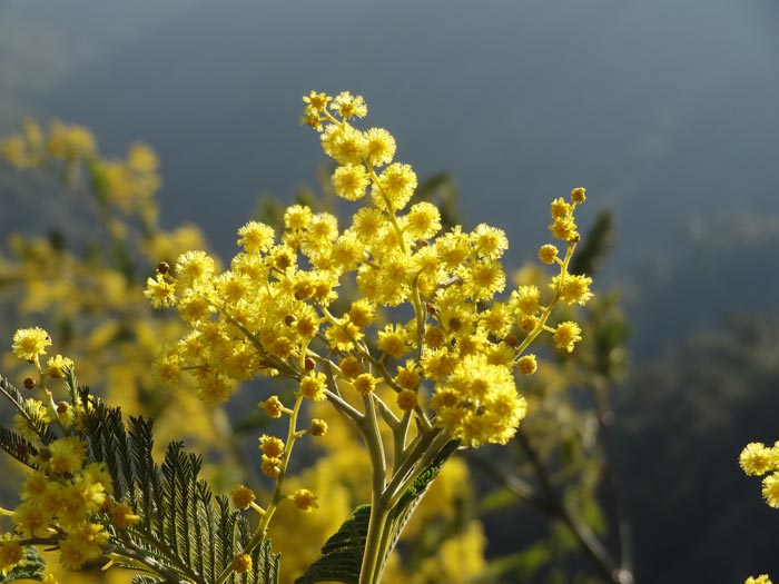 #3 Mimosas : L Mimosas : L'or du Tanneron.