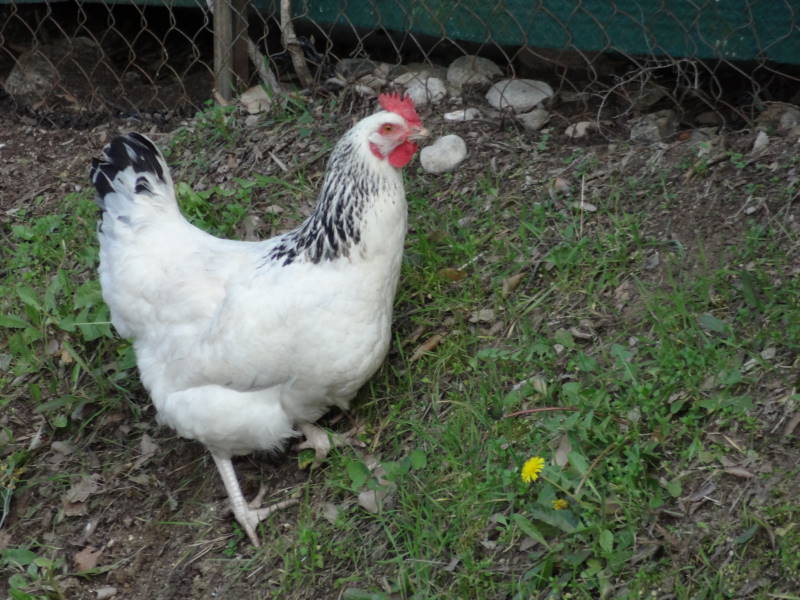 #4 Gallinacé. : Echappé de je ne sais où à coté de la maison. Gaffe à ne pas finir en poule-au-pot. Gallinacé. : Echappé de je ne sais où à coté de la maison. Gaffe à ne pas finir en poule-au-pot.