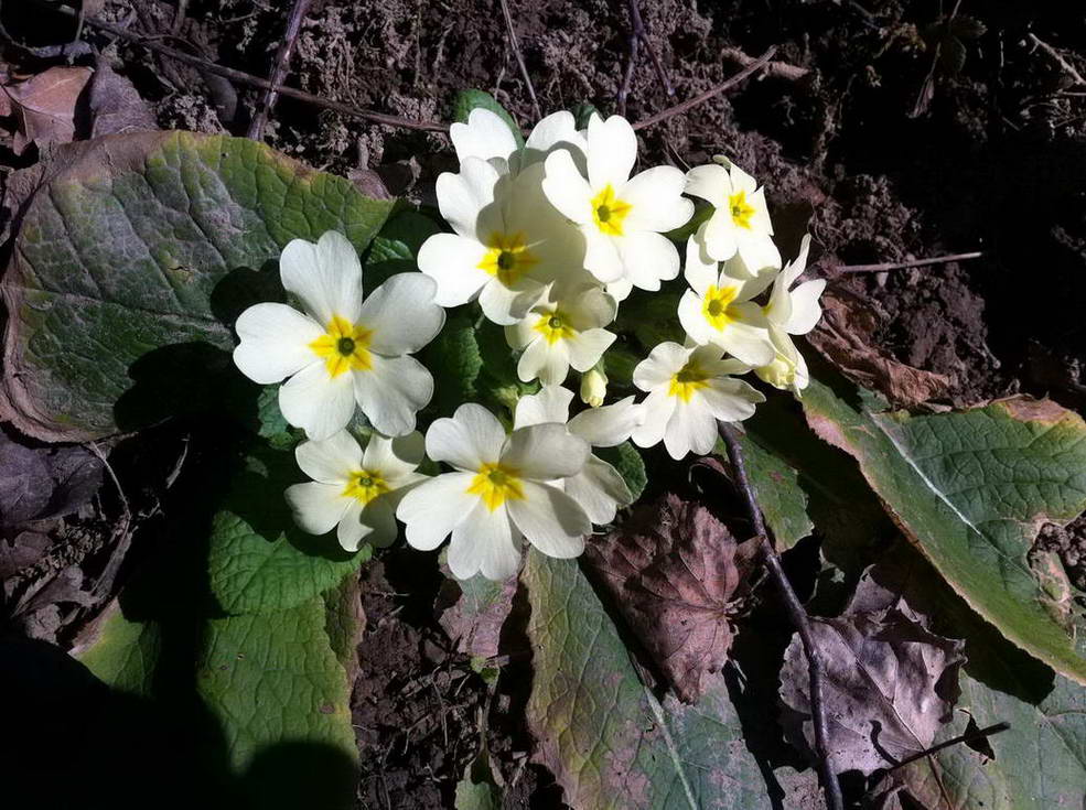 #1 Primevères : C Primevères : C'est l'printemps j'vous dis!