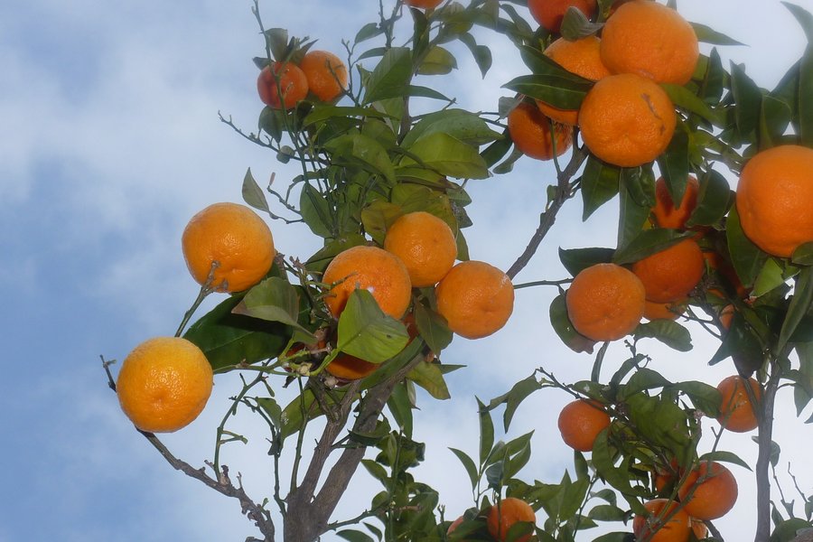 #20 Oranges amères : On a testé, c Oranges amères : On a testé, c'est immonde à manger !