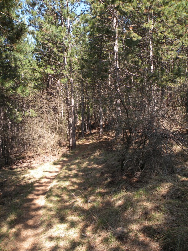 photo10 : Puis le sentier passe au milieu des pins