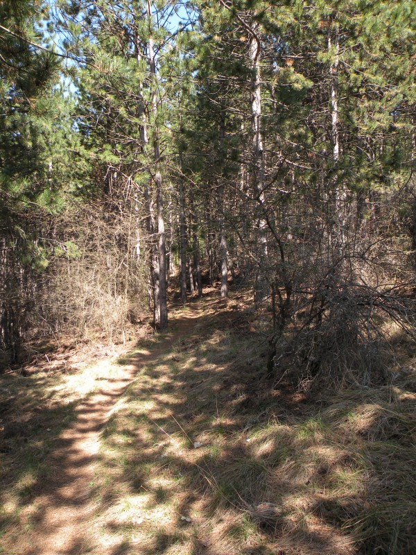 #10 photo10 : Puis le sentier passe au milieu des pins photo10 : Puis le sentier passe au milieu des pins