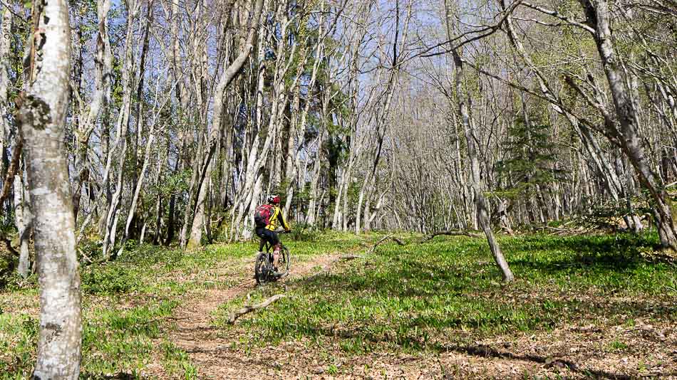 Bois de Mont-Bogon : une courte portion roulante
