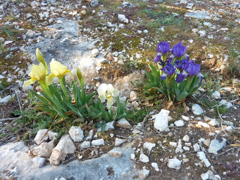 #5 Mélange de couleur : C Mélange de couleur : C'est le printemps