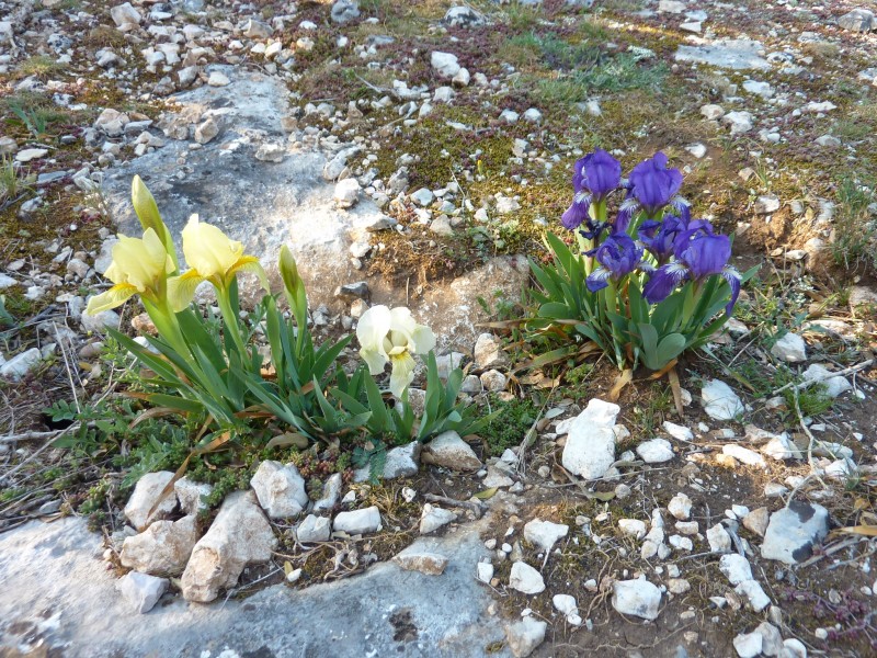 Mélange de couleur : C'est le printemps