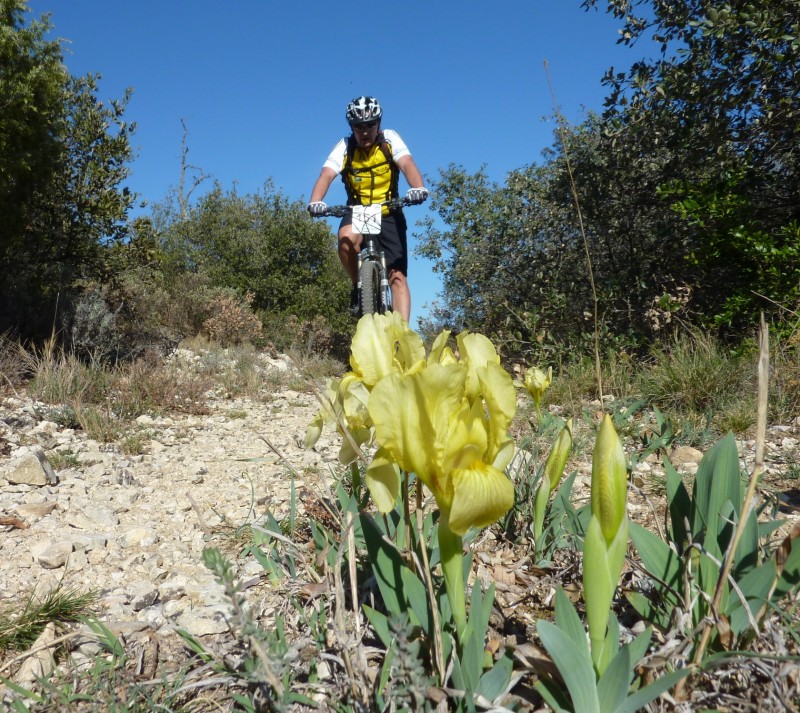 Presque ton sur ton : les iris servent de balisage !!!