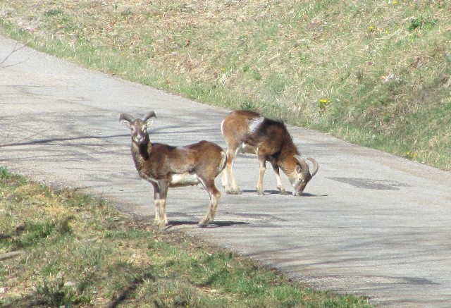 #2 Biquette : Mouflons tranquille sous Marcieu Biquette : Mouflons tranquille sous Marcieu