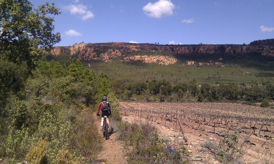 #4 Vignes : Sentier longeant un vignoble Vignes : Sentier longeant un vignoble