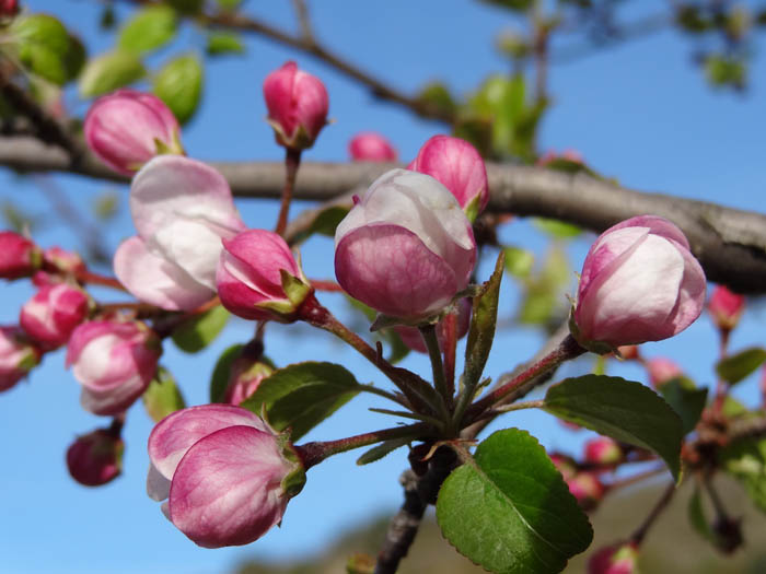 #1 Arbres fruitiers : Un petit air de Japon Arbres fruitiers : Un petit air de Japon