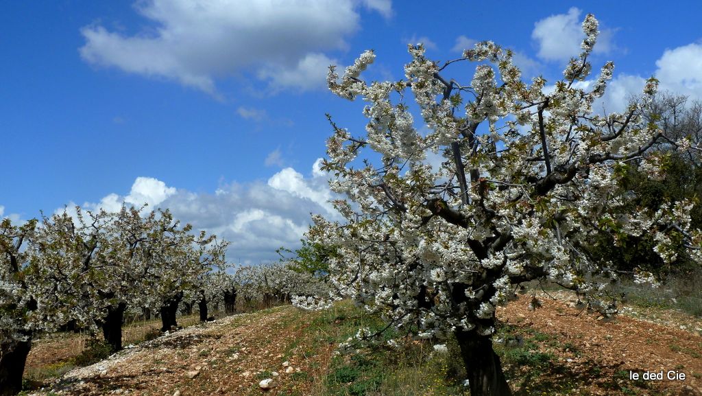 #12 Printemps : Les cerisiers en fleurs donnent de belles couleurs Printemps : Les cerisiers en fleurs donnent de belles couleurs