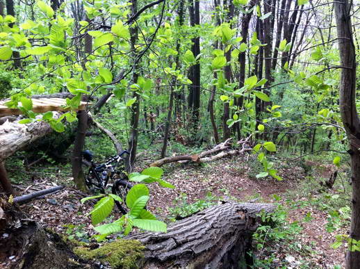 #1 Tremplin sur tas d Tremplin sur tas d'arbres! : Vas y, saute donc pour voir!