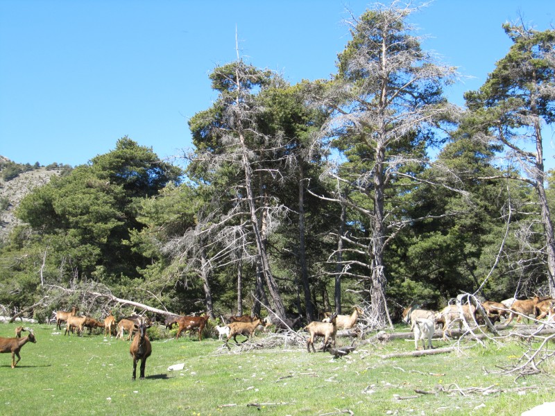 #4 L L'Imberguet : La Faune locale