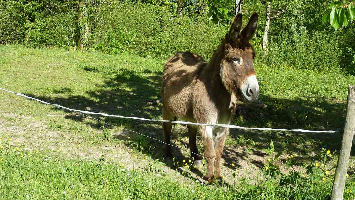 #4 Hi Han !! : la faune locale Hi Han !! : la faune locale