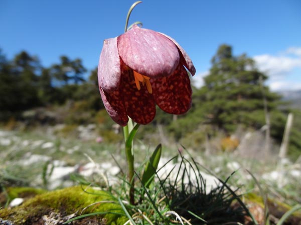 Fleur 1 : Aucune idée de ce que c'est que cette merveille. Une variété d'anémone ?