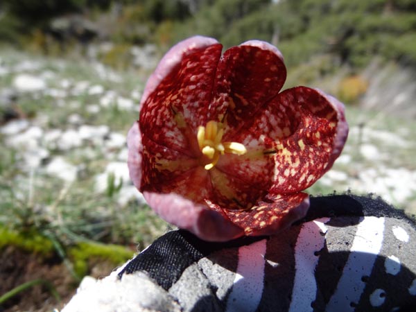 #10 Fleur 2 : En tout cas c Fleur 2 : En tout cas c'est splendide.