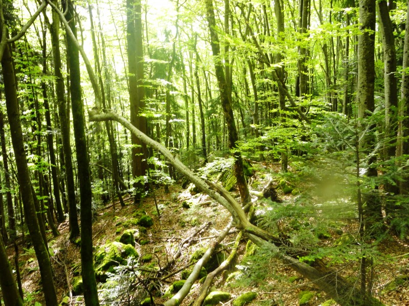 #9 forêt : chartreuse verte ! forêt : chartreuse verte !