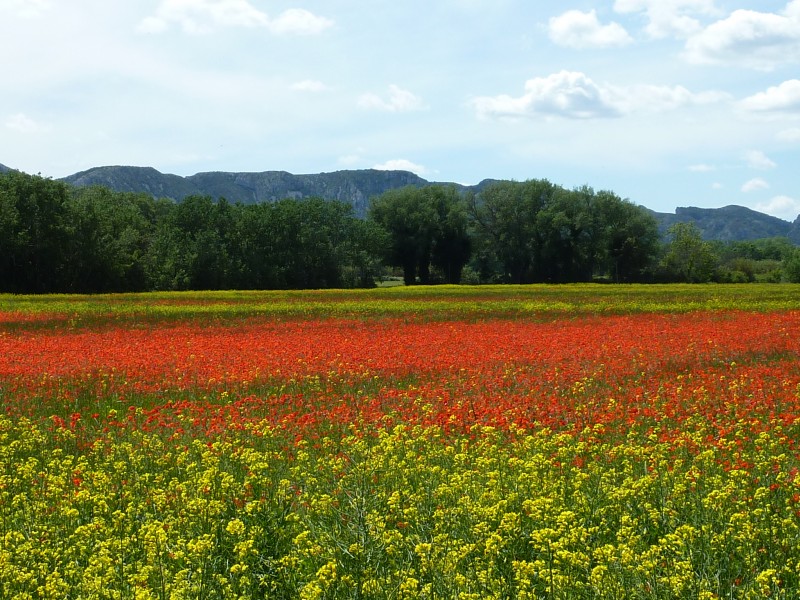 #9 La note bucolique : Sur le chemin du retour vers Saint Rémy de Provence La note bucolique : Sur le chemin du retour vers Saint Rémy de Provence