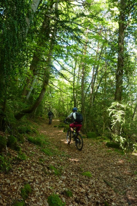 #32 Sous-bois : Ça alterne entre sous-bois et roubines Sous-bois : Ça alterne entre sous-bois et roubines