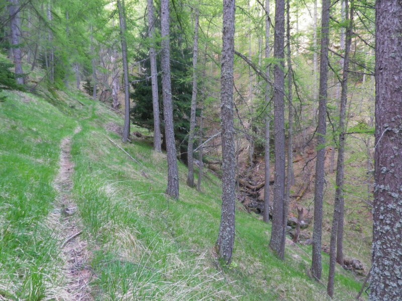 #3 traversée : dans le vallon de leccio traversée : dans le vallon de leccio