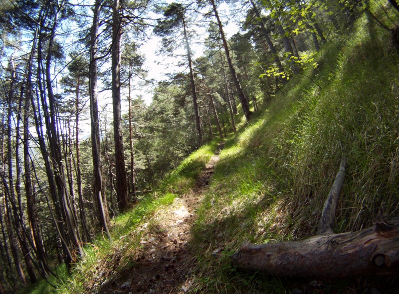#9 Sentier au niveau 1700m envir : J Sentier au niveau 1700m envir : J'ai plutôt filmé la descente, peu de photo.