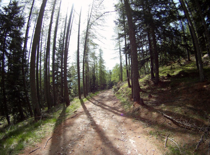 #3 La piste... : ...un peu avant le collet, borne 353 La piste... : ...un peu avant le collet, borne 353