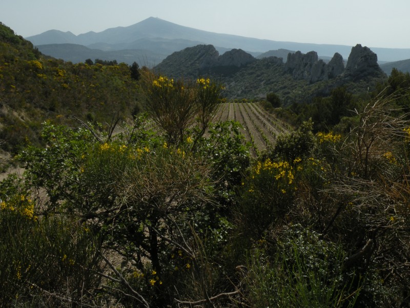 #17 jour6 : Les vignes, les dentelles et le Ventoux jour6 : Les vignes, les dentelles et le Ventoux