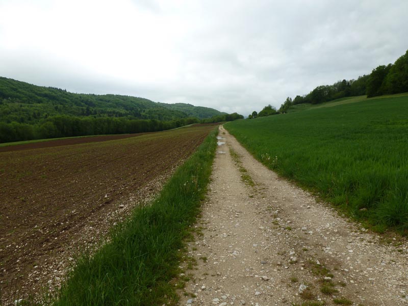 #1 vers Chez Collon : chemin à travers les champs de maïs en direction de Chez Collon vers Chez Collon : chemin à travers les champs de maïs en direction de Chez Collon