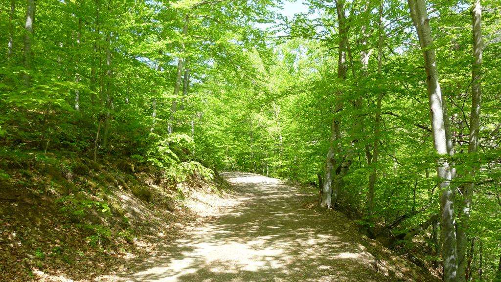 #2 Bois du Merle : Dans la montée vers la grande cabane Bois du Merle : Dans la montée vers la grande cabane