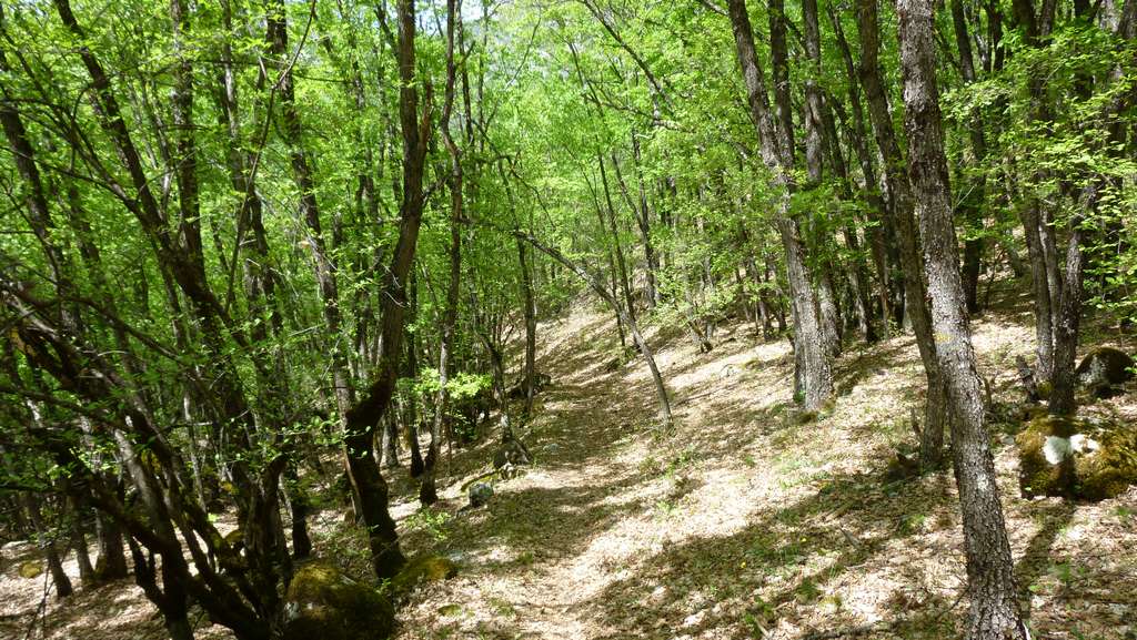 #11 Sentier le Patègue : La partie en sous bois, plus accessible et vraiment très plaisante Sentier le Patègue : La partie en sous bois, plus accessible et vraiment très plaisante