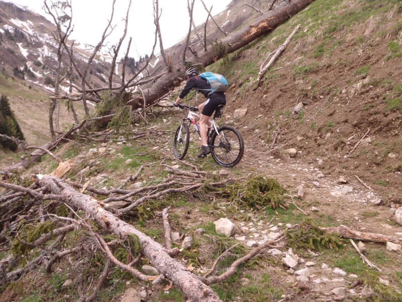 #1 Surprise en montant : joli sapin sur notre parcours Surprise en montant : joli sapin sur notre parcours