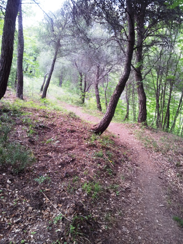 #1 Vallon du Papaton : Le beau sentier bien roulant sur le départ... Vallon du Papaton : Le beau sentier bien roulant sur le départ...
