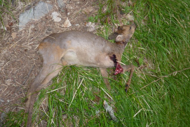 #5 Mauvaise surprise : Un faon mort sur le bord du sentier, c Mauvaise surprise : Un faon mort sur le bord du sentier, c'est triste.