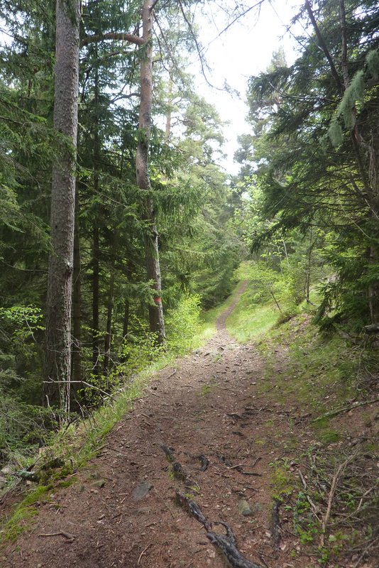 #14 Début du sentier : Les racines sont fourbes aujourd Début du sentier : Les racines sont fourbes aujourd'hui